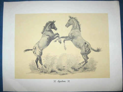 Vintage 50er Jahre Portfolio mit 6 - John Mariani PFERDEZEICHNUNGEN...schön detailliert - Bild 6 von 11