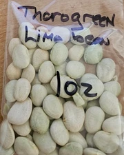 Thorogreen Bush Lima Bean Seeds One Ounce Free Shipping