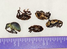 BEETLE-INSECT COLEOPTERA CURCULIONIDAE SSP. LOT OF 5 ATALAYA-PERU