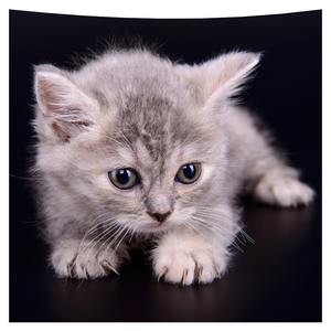 cat tapestry throw blanket