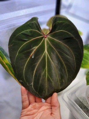 Anthurium King of Spades (KOS) (HU) Rooted Propagation 🌱 | eBay
