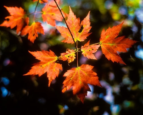 Fall leaves autumn wall decor matted picture fine art photography - Picture 1 of 1