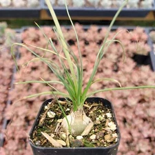 Albuca Augrabies Hills Succulent Plant