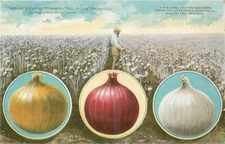 c1910 Buckbee Seed Company Onion Advertising Postcard TP25-1147