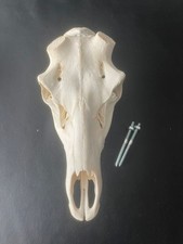 Nr.H22 SCHÄDEL ROTHIRSCH  Abwurfstangen Hirschgeweih