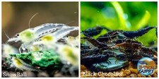 (COMBO) 10+1 Snowball  & 10+1 Chocolate Freshwater Neocaridina Aquarium Shrimp