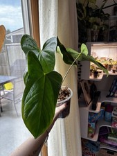 Exact Anthurium SKG Grey x Pinkley Live Plant 4 Leaf Rooted Rare Aroid