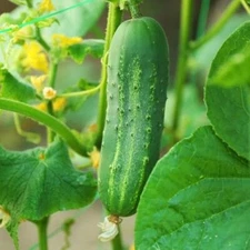 Cucumber Seeds Khira Seeds to grow all seasons in Your Home & kitchen garden