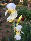 Tall Bearded Iris Rhizome "GUDRUN"  Katherine Dykes  1930  AWARD WINNER! — photo 3