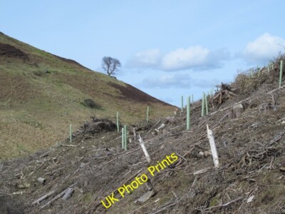 Photo 6x4 Clear-felling on the east side of Beldon Cleugh Hunstanworth Se c2015