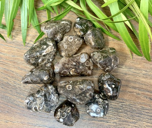 1/2 lb Turitella Agate Tumbled Stones Crystal Therapy Gemstone Specimen Reiki. - Picture 5 of 7