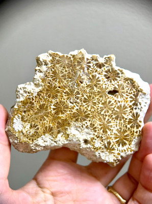 Coral agate/fossil coral jade daisy floral structure stand included 307