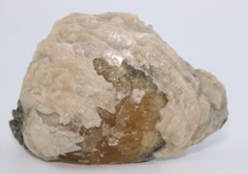 Fossil Clam & Golden Calcite UV Fluorescent Mercanaria 4.12" Florida FL COA 6984