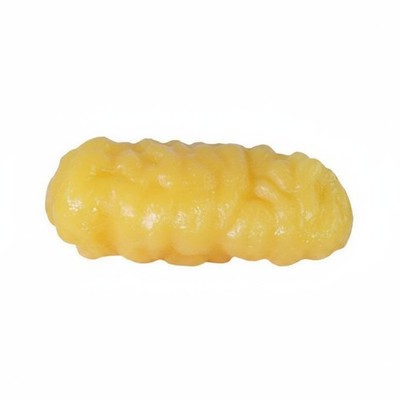 Human Adipose Tissue Model Easy to Present Human Structure Model Full ...