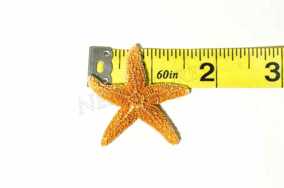 NessaStores - Sugar StarFish Sea Shell boda artesanía real 1 - 2" (48 piezas) #JC-055 Foto 2 de 4