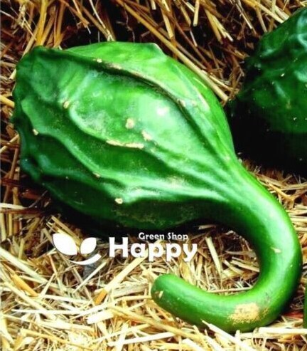 CLIMBING FLOWERS - Vines - Thunbergia Morning Glory Sweet Pea - Flower seeds - Picture 7 of 121