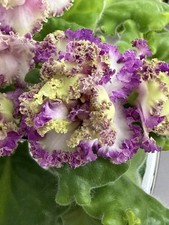 African Violet PLANT ~  AV- Venskiy Strudel Starter