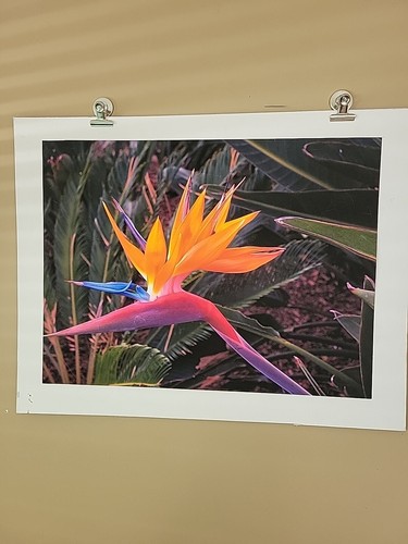 Photo Art By Frederick Giese 17"×13"Bird Of Paradise" Matte.