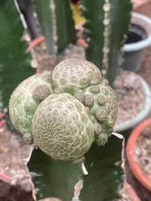 Multi Heads Euphorbia turbiniformis RareSucculent Cactus Plant random 3-6heads