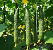 Gurkensamen Alligator F1 Семена Огурца Аллигатор F1 (0.5г),    28