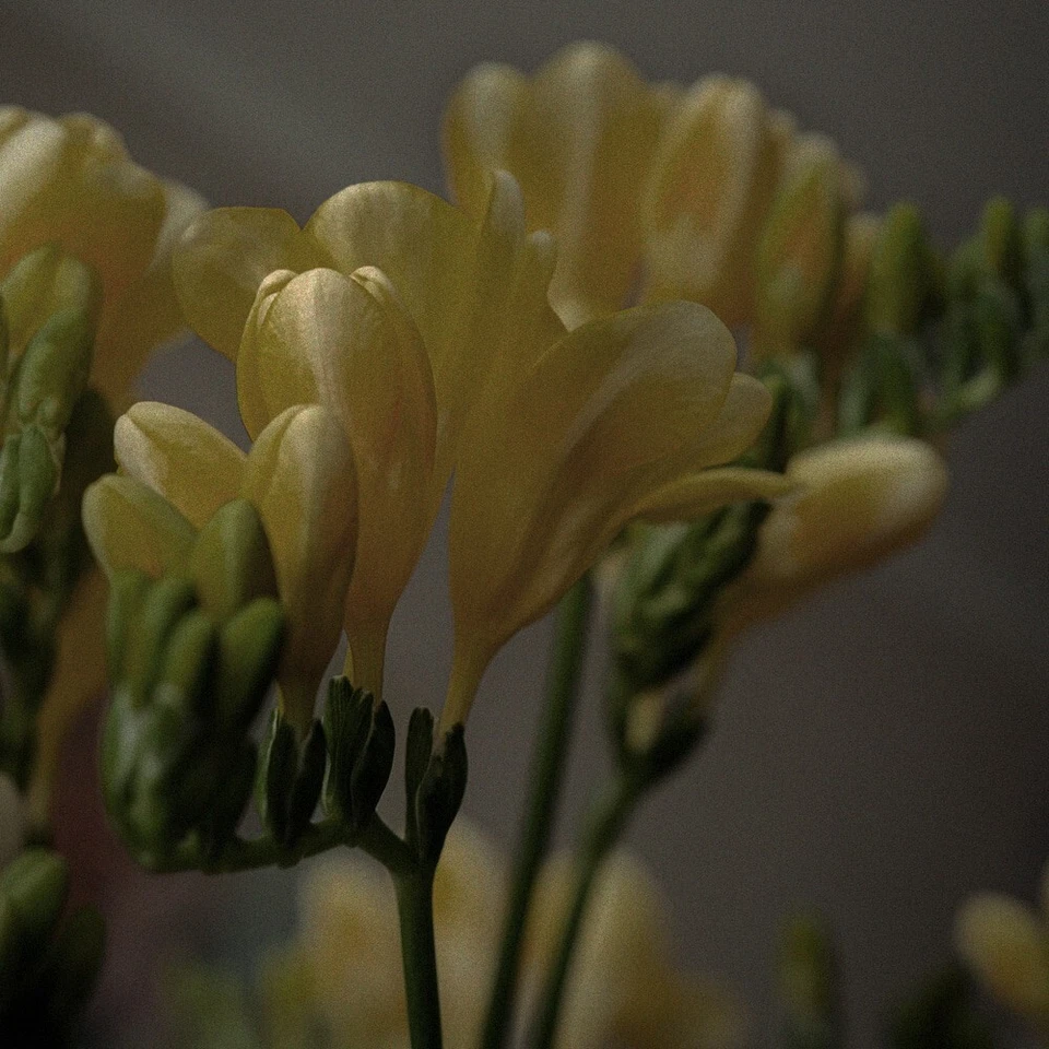 Freesia Perfume PARFUME 1 fl oz K Beauty Korea Fresh Floral Musk - Image 2 of 4