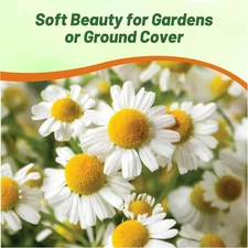 25000 Seeds Chamomile Seeds For Planting Outdoors - Roman Chamomile Herb Seeds