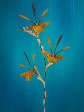 Artificial Zygopetalum orchid stem  254266