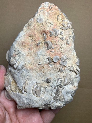 460g Devonian period Crinoid Geologic rock specimen - Picture 16 of 18