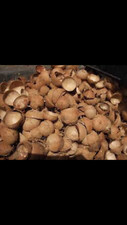 COCONUT SHELL NATURAL BOWL CEYLON ECO FRIENDL...