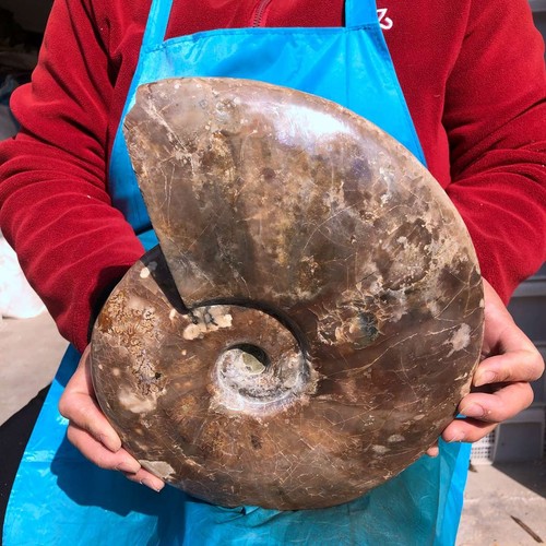8,621 lb Natural raro hermoso fósil de amonita caracola espécimen curación - Imagen 14 de 15
