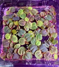Phyllanthus Fluitans Red Root Floaters Live Floating Aquarium Plant 60 Le Phyllanthus Fluitans Red Root Floaters Live Floating Aquarium Plant 60 Le
