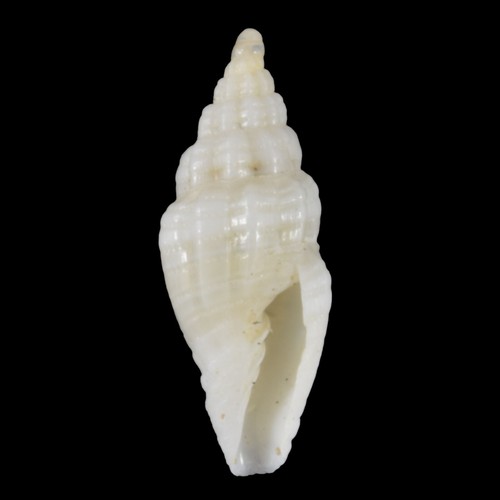 VEXILLUM HUMILE (Mactan Isl., Philippines) 5.6mm #47577 - Picture 2 of 3