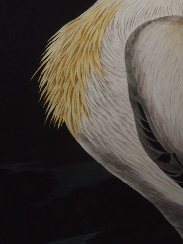 Plt311 American White Pelican AUDUBON Repro Havell Edition Doble Elefante Folio - Imagen 5 de 9