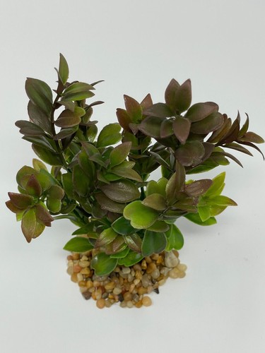 6" Small 2-stem BROWN-Green BOXWOOD Artificial plastic Plant, Stone base - Picture 4 of 4