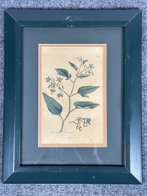 Bittersweet Nightshade Solanum Dulcamara Antique Lithograph 1807 Hand Coloured