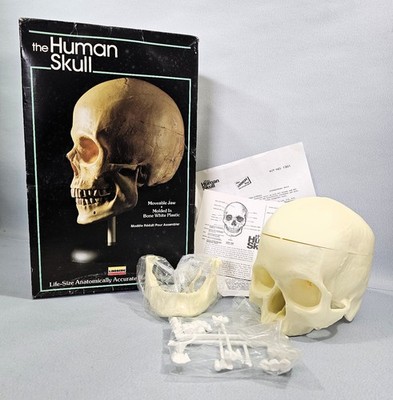 MENSCHLICHER SCHÄDEL LINDBERG 1984 lebensgroßer fein detaillierter Modellbausatz 1301 Anatomie Kopf