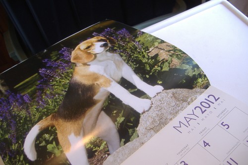 ~BEAGLES~2012 DOG CALENDAR~BROWN TROUT~ - Picture 9 of 12
