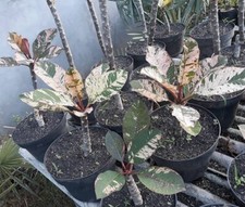 Plumeria Mayes Variegated ( 2 rośliny) + certyfikat fitosanitarny 