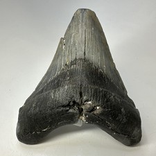 Megalodon Shark Tooth 4.96 Inch Unique Shape - Authentic Fossil - Natural 20110