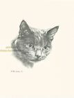 #114 Russian Blue portrait * cat art print * pen & ink drawing by Jan Jellins