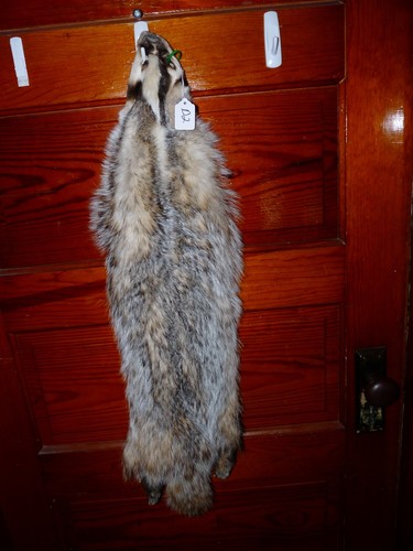 RIESIGER SCHÖNER gegerbter DACHS 4 FUß KRALLENFELL TAXIDERMIE HÜTTE HUT DEKOR B2