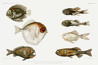 Deep sea fish varieties set illustration Albert I Prince of Monaco Giclee Print