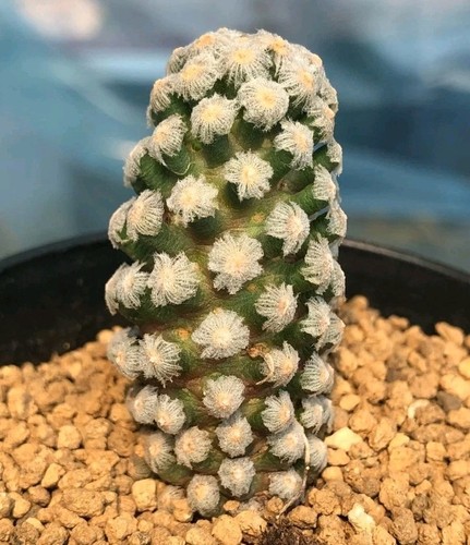 Mammillaria theresae self rooted Plant X 1, Established Roots, Height 5 cm +. - Picture 2 of 2