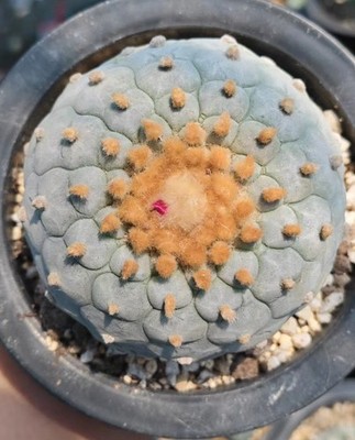 Rare Live House Plant C actus WYSIWYG Boutique Decor