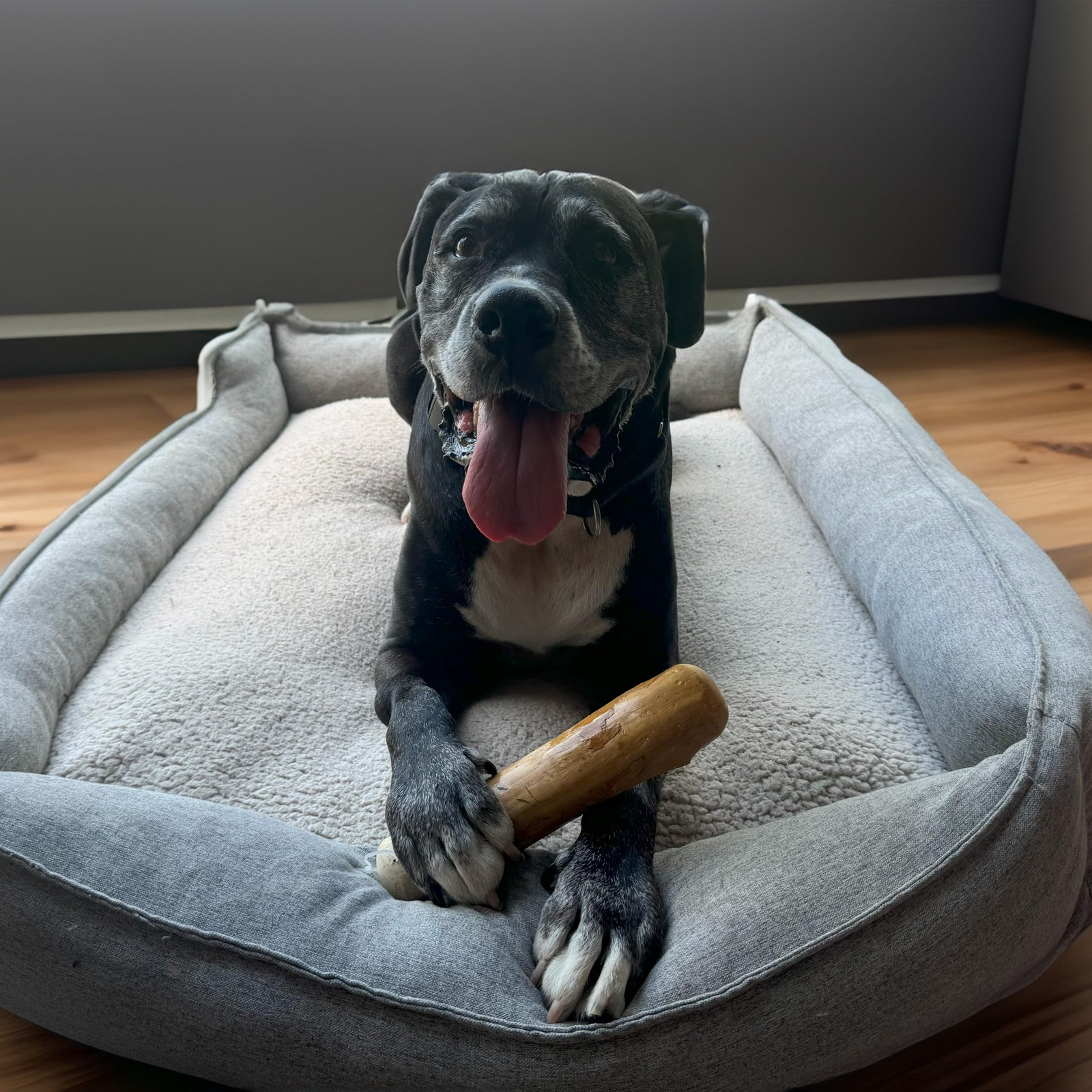 Extra Large Coffee Wood Dog Chew Spot Love the Earth Natural Safe Toy