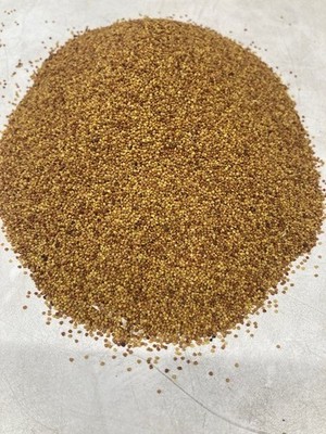 Weißklee 800 gr Samen Trifolium repens Klee Futterklee Bienen Nektar Futter Blüh