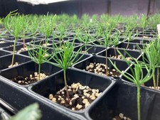 50+ Imported Japanese Black Pine Bonsai Seeds | High Germination Success