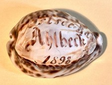 Andenken / Souvenir - Kauri Muschel , Ostseebad Ahlbeck 1898