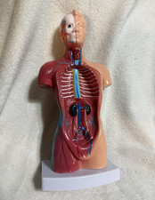 Human Torso Anatomical Model on Base w/ Organs, Muscles Vessels Teaching Aid