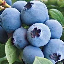 Blueberry Northland Live Plant Cold Hardy Midseason Fruit Bush